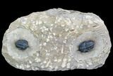 Double Pseudocryphaeus (Cryphina) Trilobite - Excellent Quality #107534-1